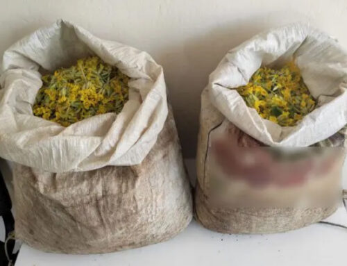 Καστοριά: Σύλληψη τριών αλλοδαπών για παράνομη συλλογή 10 κιλών αρωματικού-θεραπευτικού φυτού “κουλιάστραντου” σε περιοχή του Γράμμου